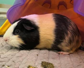 Rescue Guinea Pig Guinea Pigs for Adoption in Golden, Colorado - Piggy | PetCurious